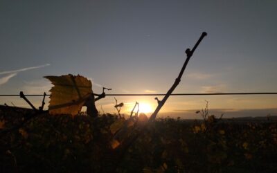 novembre 2024 – Coucher de soleil sur les vignes